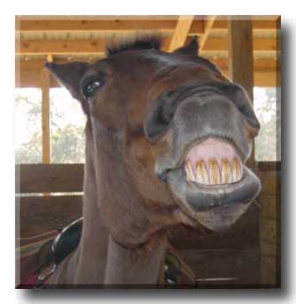 Trooper, Our Happy Horse